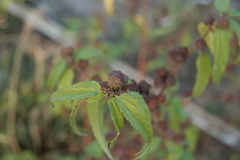 Corchorus capsularis