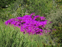 Lampranthus vernalis