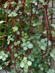 Pilea glaucophylla