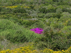 Lampranthus vernalis