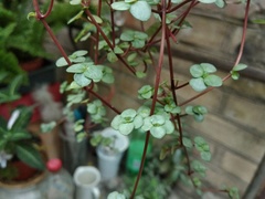 Pilea glaucophylla