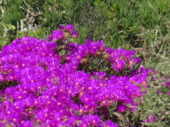 Lampranthus vernalis
