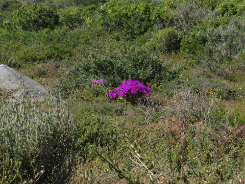 Image of Lampranthus vernalis by (c) Jeremy Gilmore, some rights reserved (CC BY)
