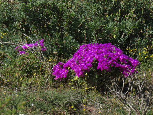 Image of Lampranthus vernalis by (c) Jeremy Gilmore, some rights reserved (CC BY)