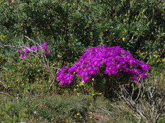 Lampranthus vernalis