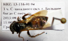 Colpa quinquecincta