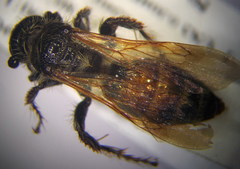 Colpa quinquecincta
