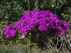 Lampranthus vernalis