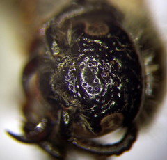 Colpa quinquecincta
