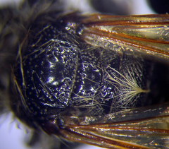 Colpa quinquecincta