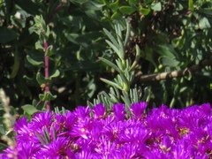 Lampranthus vernalis