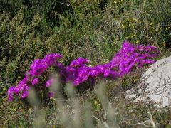 Lampranthus vernalis