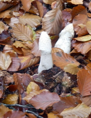 Phallus impudicus