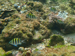 Abudefduf vaigiensis