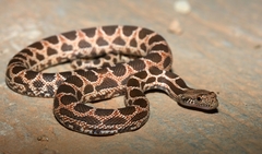 Werner's Diadem Snake photo 1