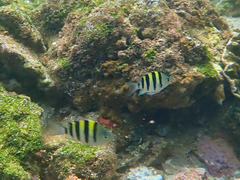 Abudefduf vaigiensis