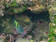 Abudefduf vaigiensis