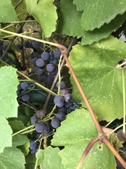 Vitaceae