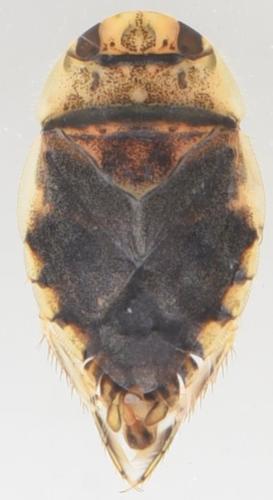 Laccocoris observed 2020-10-31