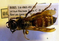Colpa quinquecincta