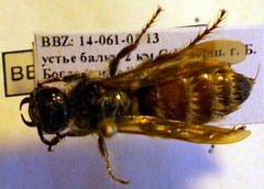 Colpa quinquecincta