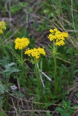 Patrinia sibirica