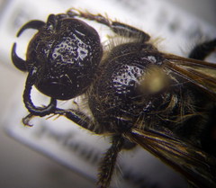 Colpa quinquecincta