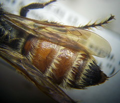 Colpa quinquecincta