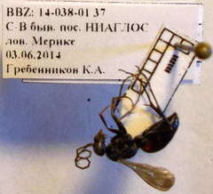 Cryptocheilus fischeri