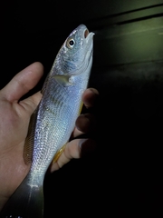 Umbrina roncador