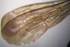 Cryptocheilus fischeri