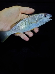 Umbrina roncador