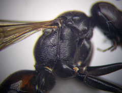 Cryptocheilus fischeri