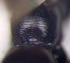 Cryptocheilus fischeri