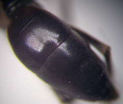 Cryptocheilus fischeri