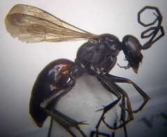 Cryptocheilus fischeri