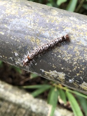 Dendrolimus punctata