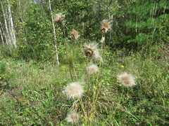 Cirsium pendulum