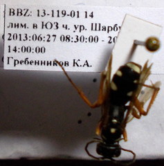 Cryptocheilus richardsi
