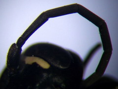 Cryptocheilus richardsi