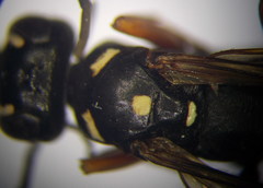 Cryptocheilus richardsi