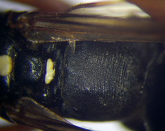 Cryptocheilus richardsi