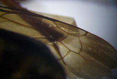 Cryptocheilus richardsi