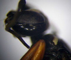 Cryptocheilus richardsi