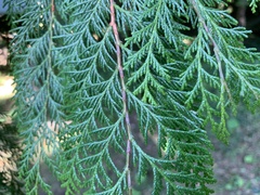 Chamaecyparis formosensis