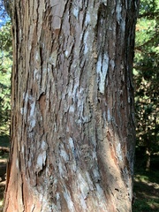 Chamaecyparis formosensis