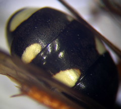 Cryptocheilus richardsi