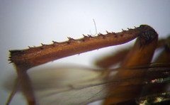 Cryptocheilus richardsi