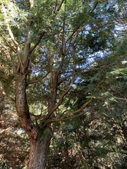 Chamaecyparis formosensis