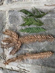 Chamaecyparis formosensis